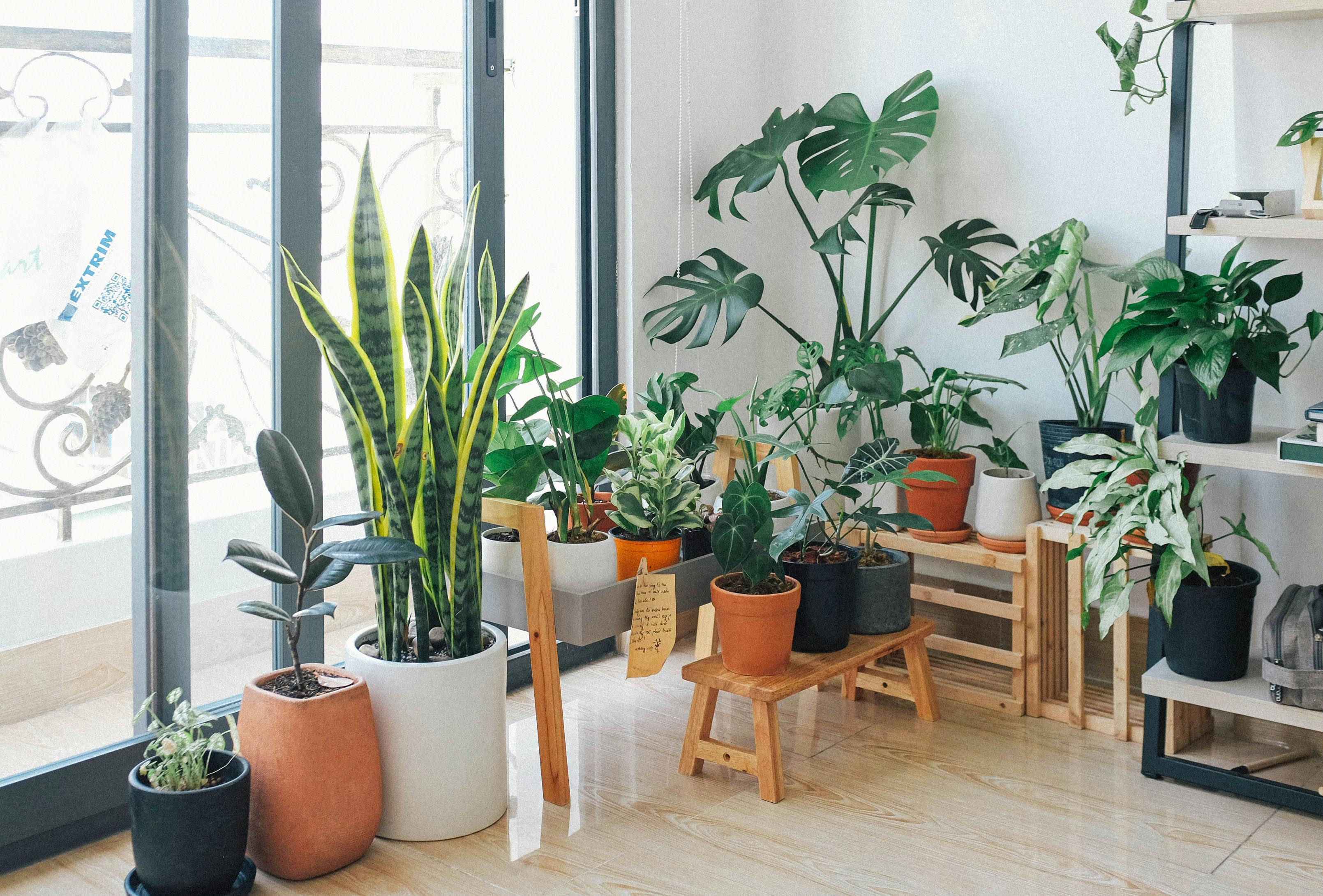 Indoor plants for calm spaces